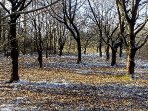 Oak copse