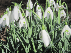 Snowdrops