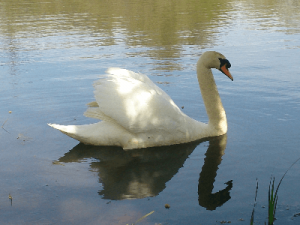 Swan